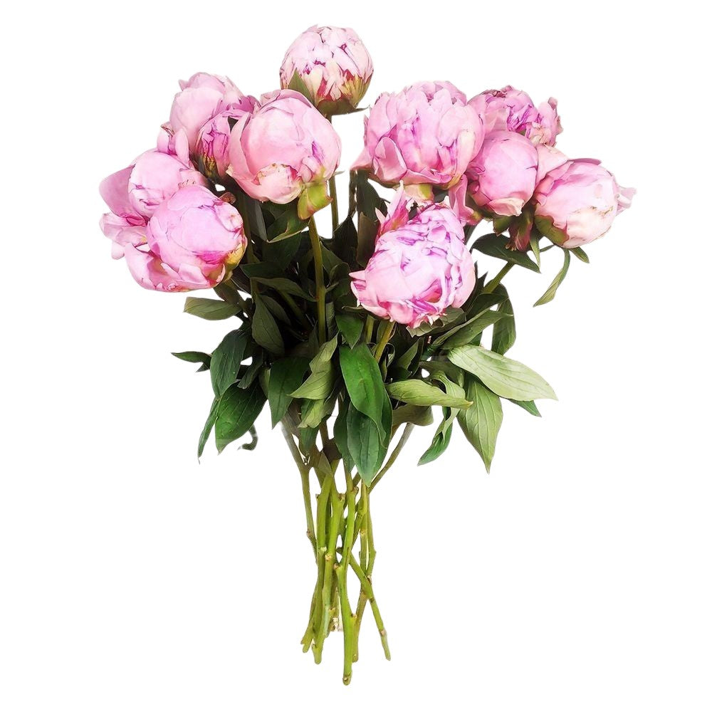 Pink Peonies Bouquet in Vase