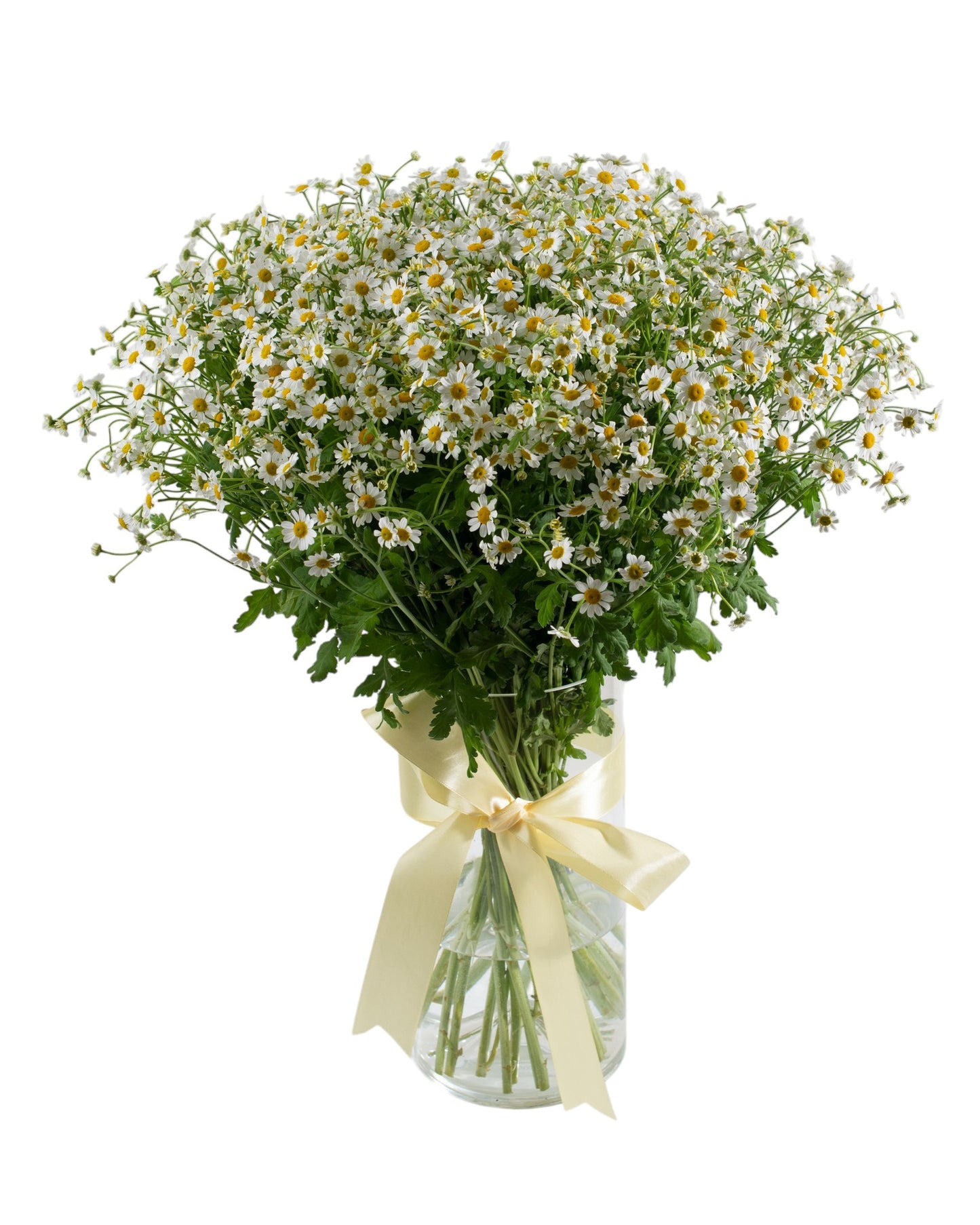 Daisy Tanacetum Flowers Bouquet in Vase