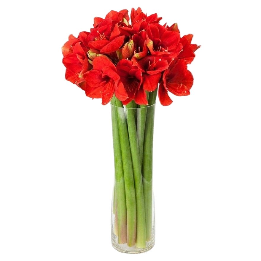 Amaryllis Flower Bouquet - Fresh Bouquet Co.