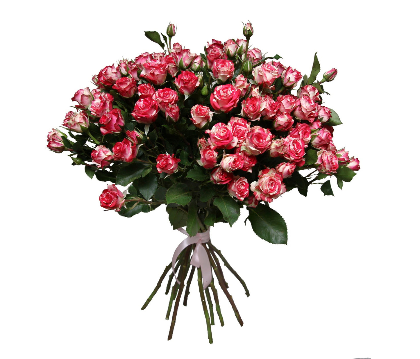Blush Red Spray Roses Bouquet