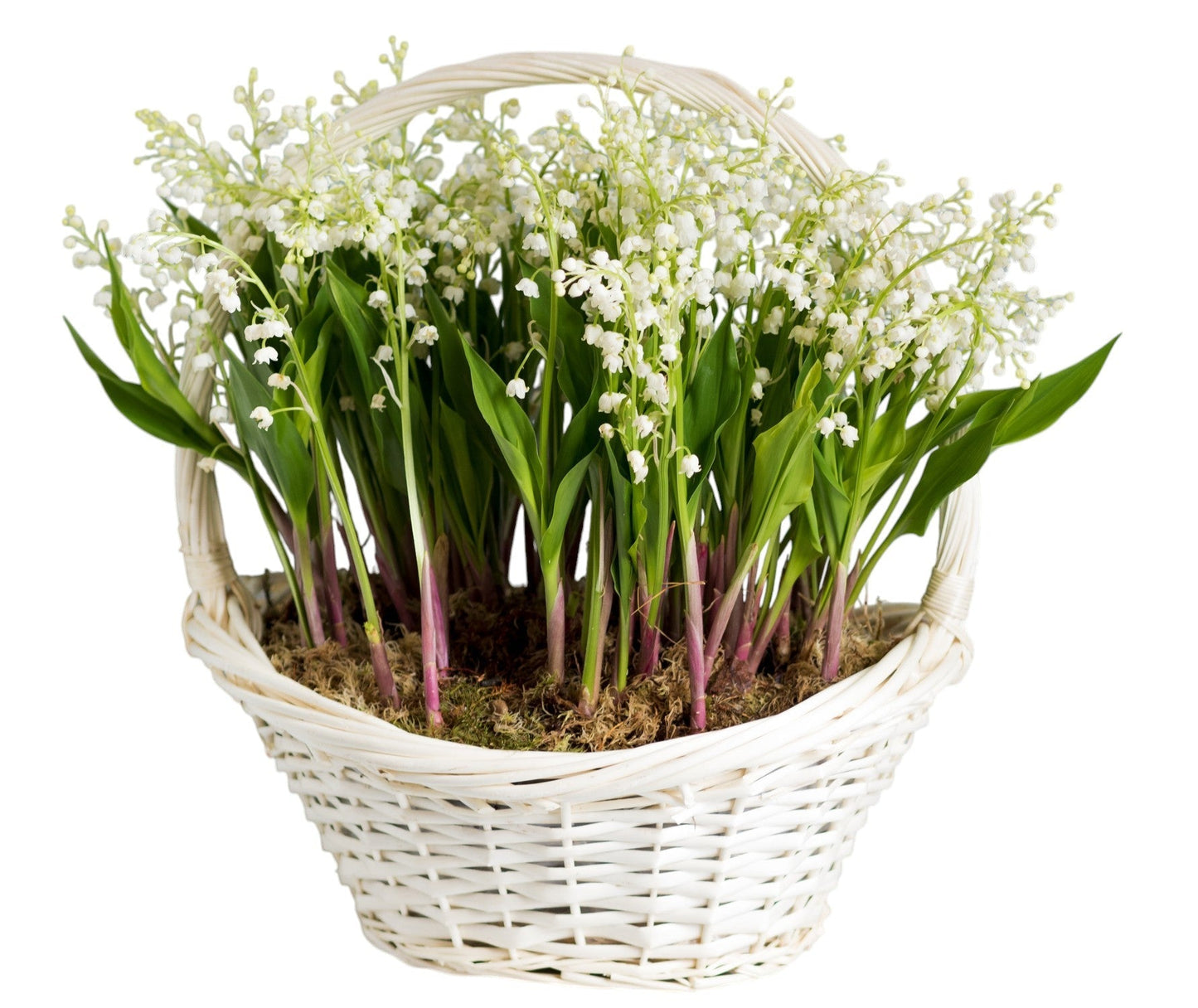 Lily Of The Valley with Roots & Greenery in Basket - Fresh Bouquet Co.