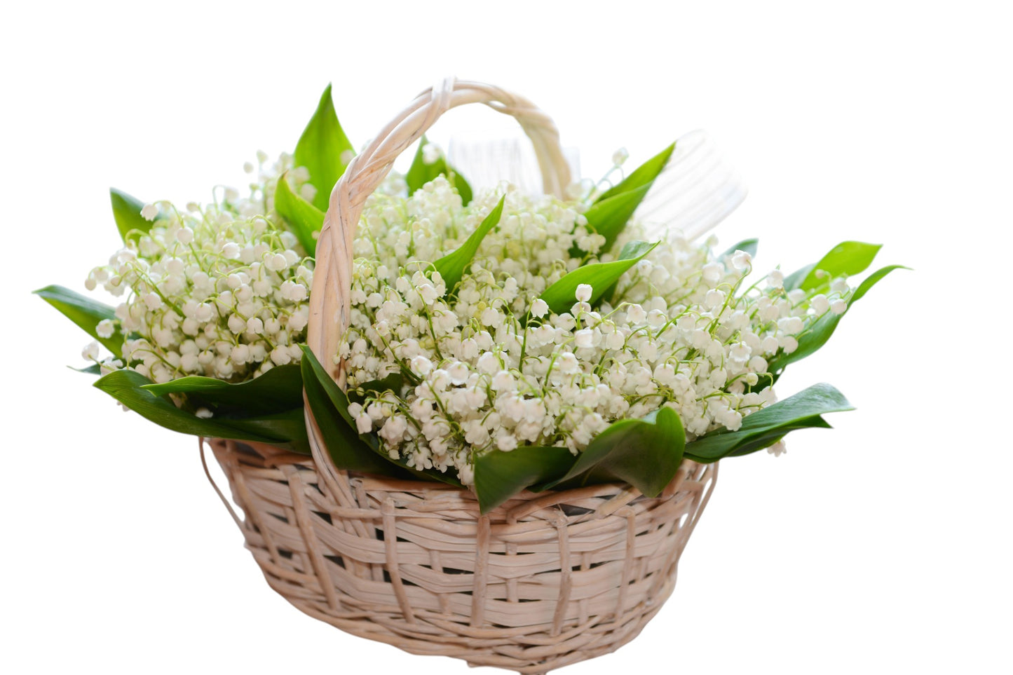 Lily Of The Valley in Oval Basket