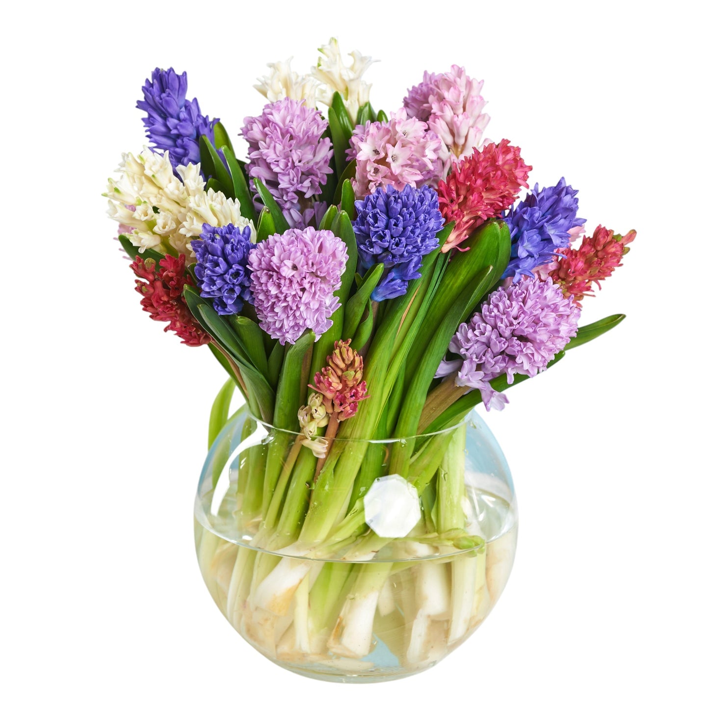Colourful Hyacinth Bouquet in Fishbowl Vase