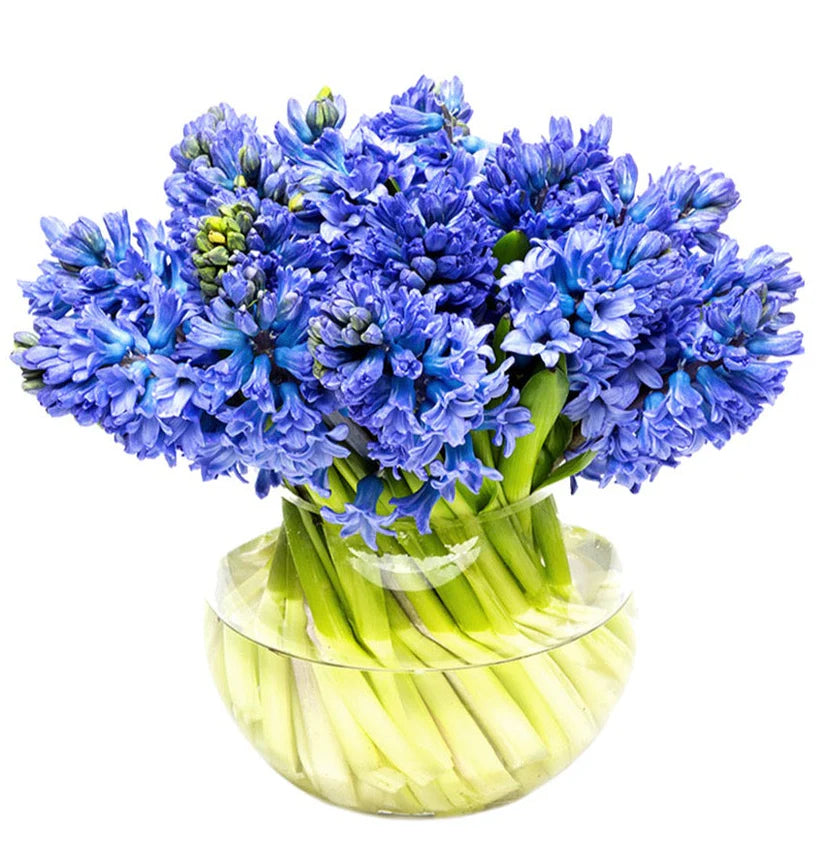 Ocean Blue Hyacinth Bouquet in Fishbowl Vase