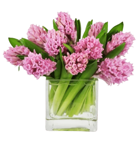 Pink Hyacinth Bouquet in Vase - Fresh Bouquet Co.