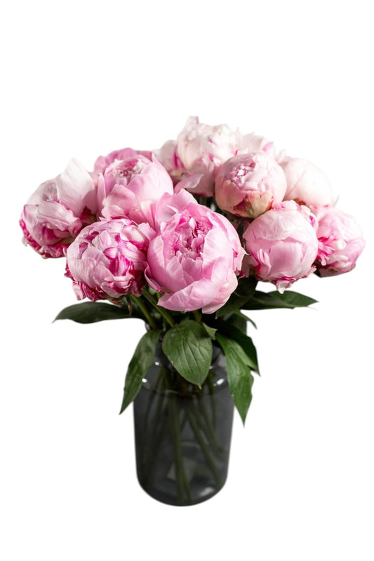 Pink Peonies Bouquet in Dark Vase - Fresh Bouquet Co.