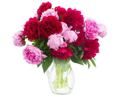 Pink & Red Peonies Bouquet in Vase - Fresh Bouquet Co.