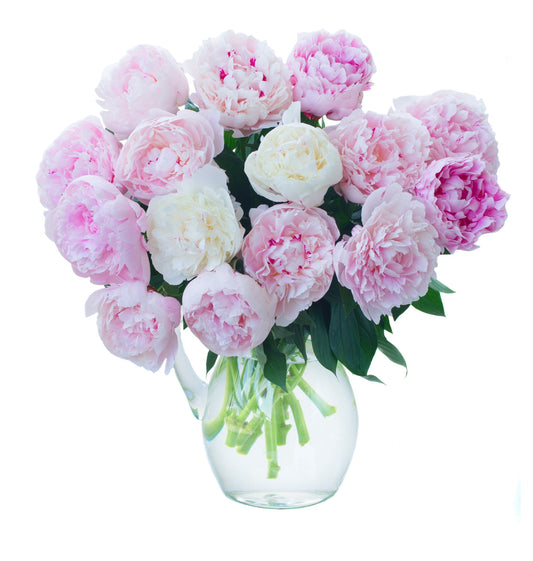 Pink & White Peonies Pastel Bouquet in Vase - Fresh Bouquet Co.