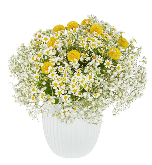 Pot of Tanacetum, Craspedia & Gypsophila - Fresh Bouquet Co.