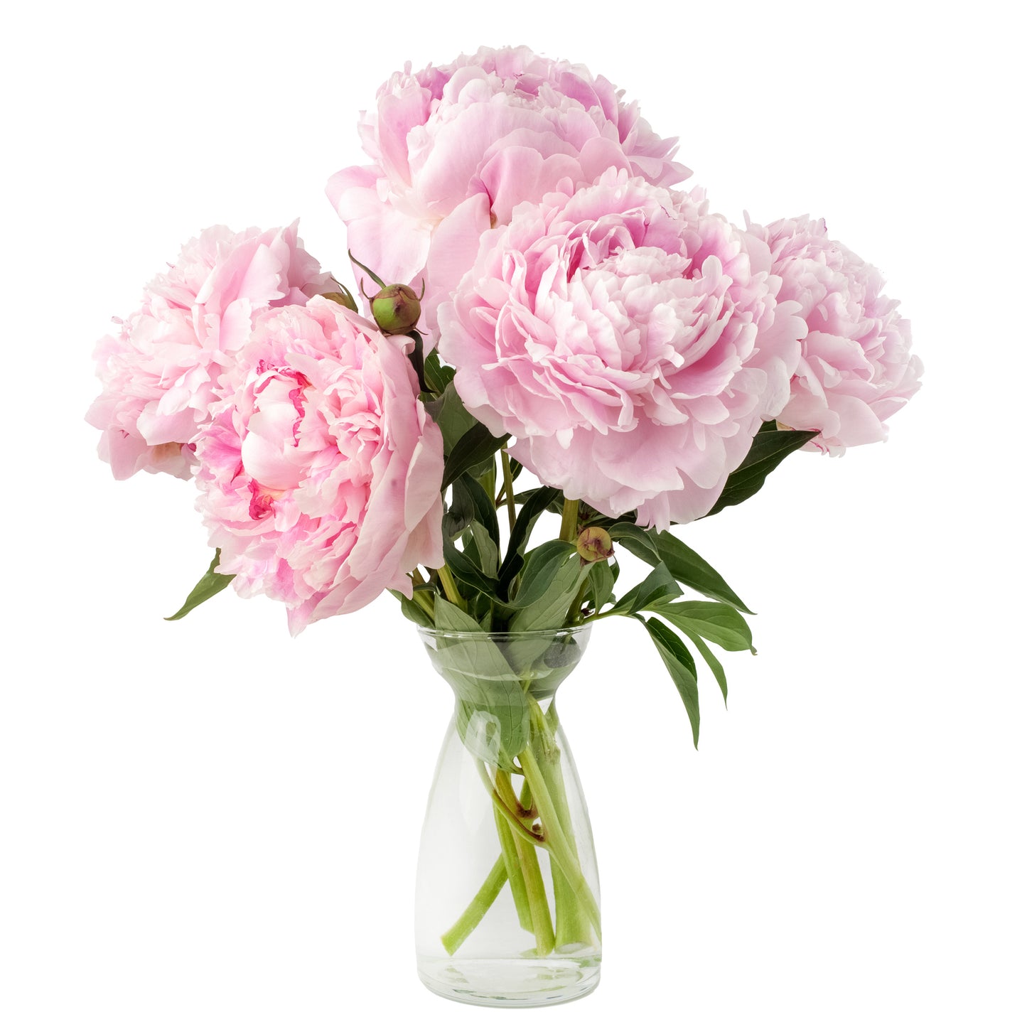 Pink Peonies Bouquet in Vase