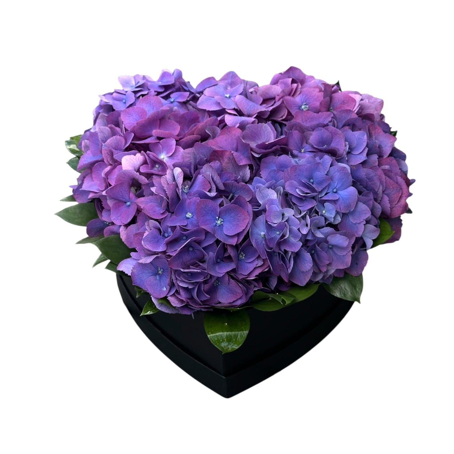 Classic Hydrangea with Ruscus Box