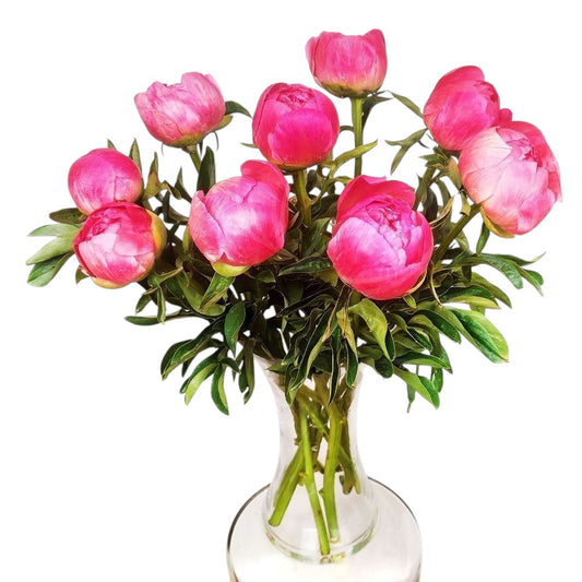 Coral Peonies Bouquet in Vase