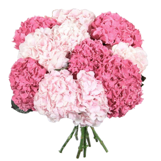 Two Shades of Pink Hydrangea