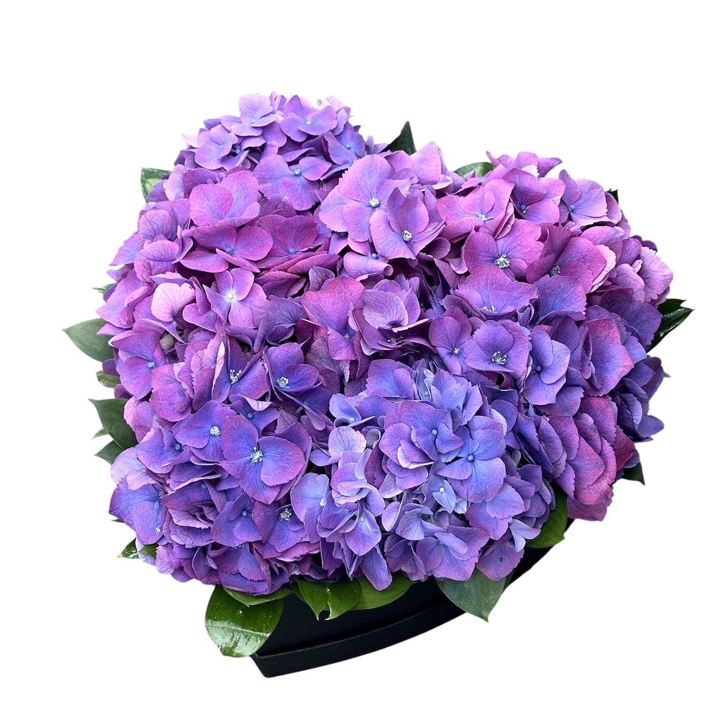 Classic Hydrangea with Ruscus Box