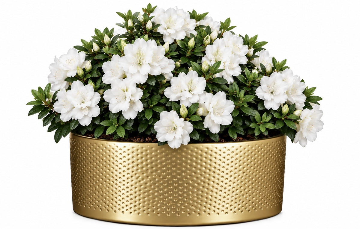 Azalea Plant in Bowl