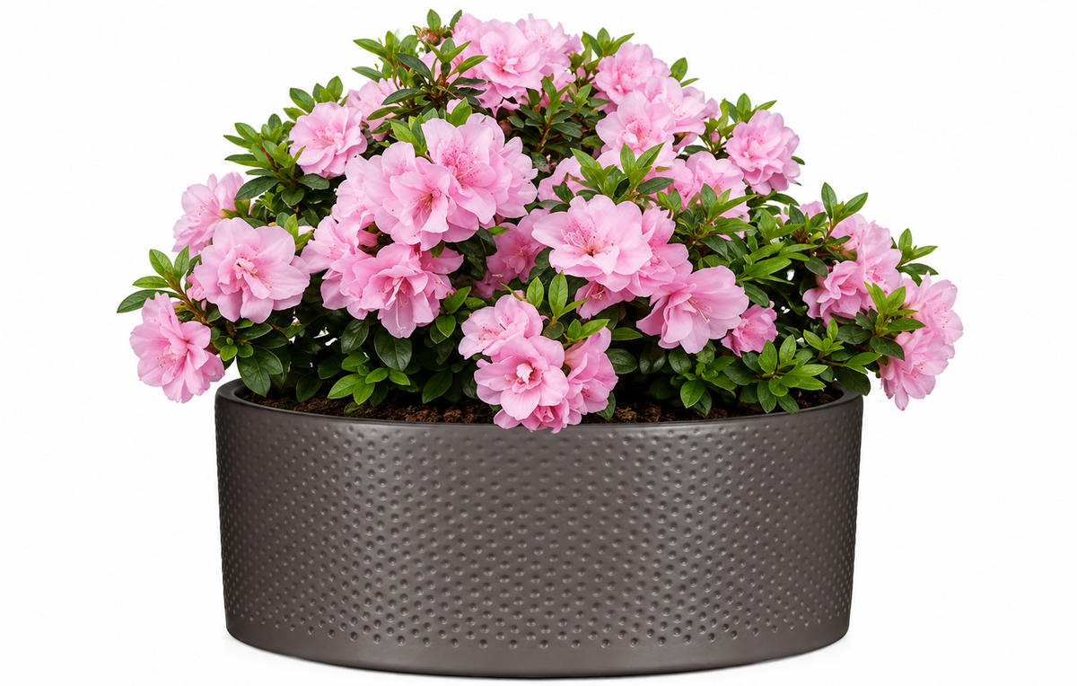 Azalea Plant in Bowl