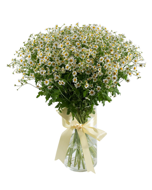 Daisy Tanacetum Flowers Bouquet in Vase