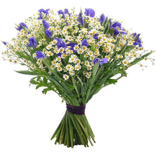 Daisy Tanacetum & Iris Bouquet