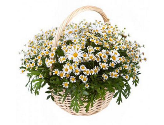Kamille & Daisy Flower Basket