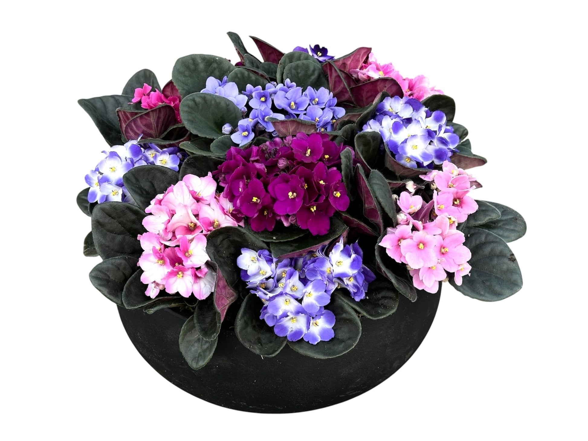 African Violet Plant in Ceramic Pot – Saintpaulia - Fresh Bouquet Co.