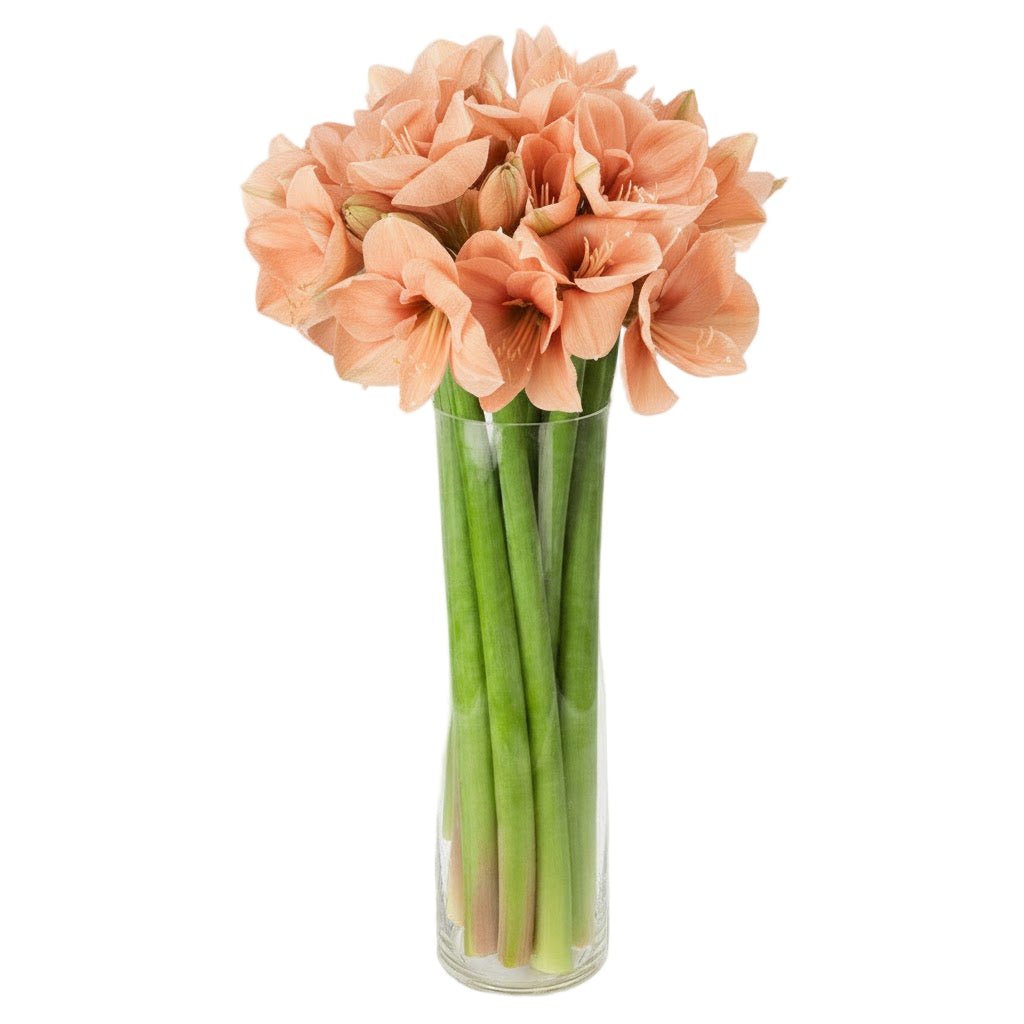 Amaryllis Flower Bouquet - Fresh Bouquet Co.