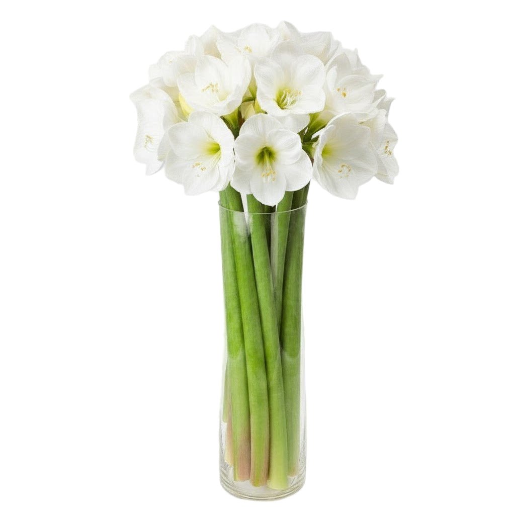 Amaryllis Flower Bouquet - Fresh Bouquet Co.