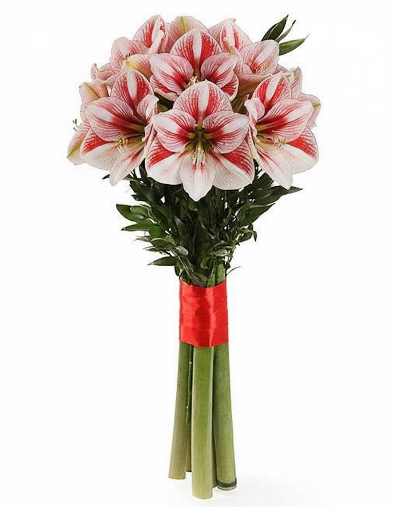 Amaryllis with Foliage - Fresh Bouquet Co.