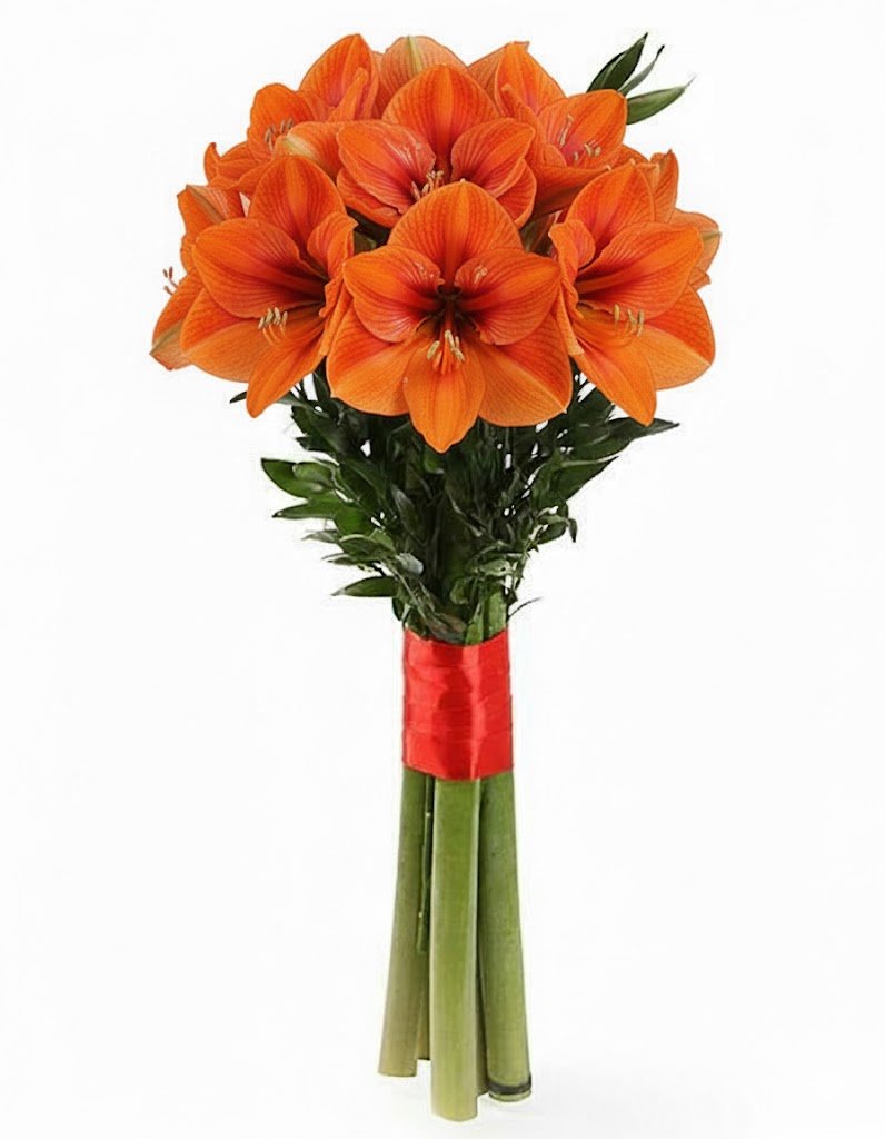 Amaryllis with Foliage - Fresh Bouquet Co.