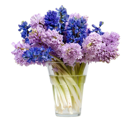 Blue and Light Purple Hyacinth Bouquet in Vase