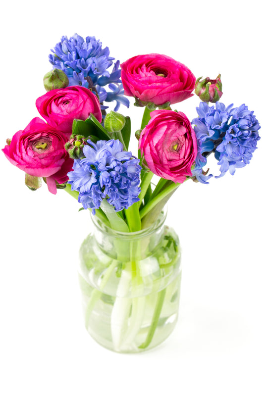 Blue Hyacinth & Cerise Ranunculus Bouquet in Vase