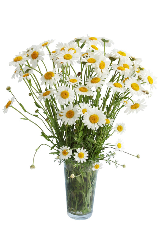 Classic Daisy Bouquet in Vase - Fresh Bouquet Co.