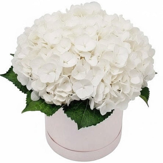 Classic Hydrangea Box - Fresh Bouquet Co.