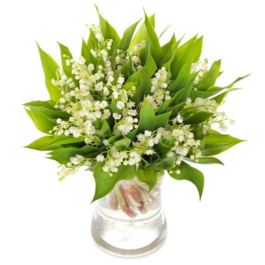 Classic Lily of the Valley with Leaves in Vase - Fresh Bouquet Co.