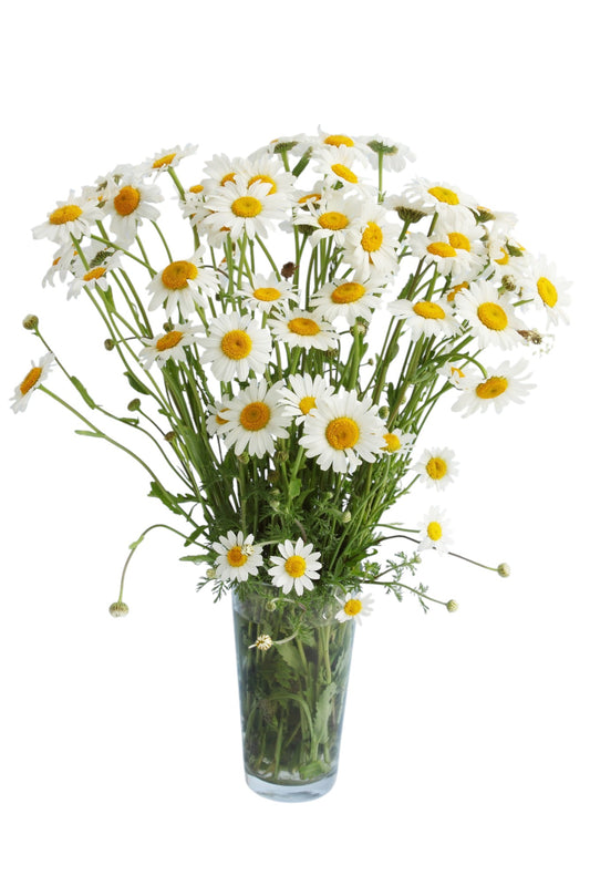 Classic Daisy Bouquet in Vase