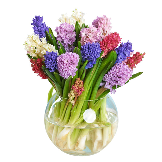 Colourful Hyacinth Bouquet in Fishbowl Vase - Fresh Bouquet Co.
