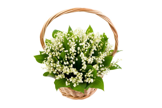Convallaria Majalis in Basket - Fresh Bouquet Co.