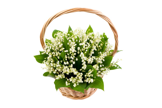 Convallaria Majalis in Basket