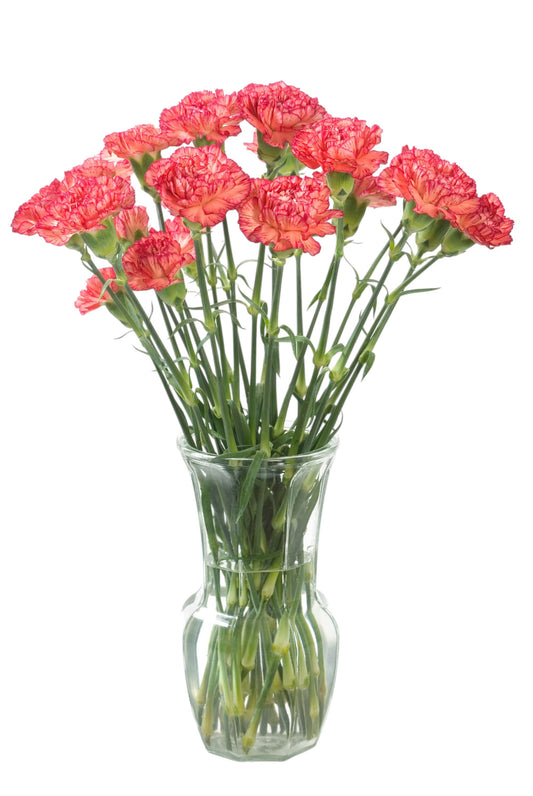 Coral Blush Carnation Bouquet in Vase