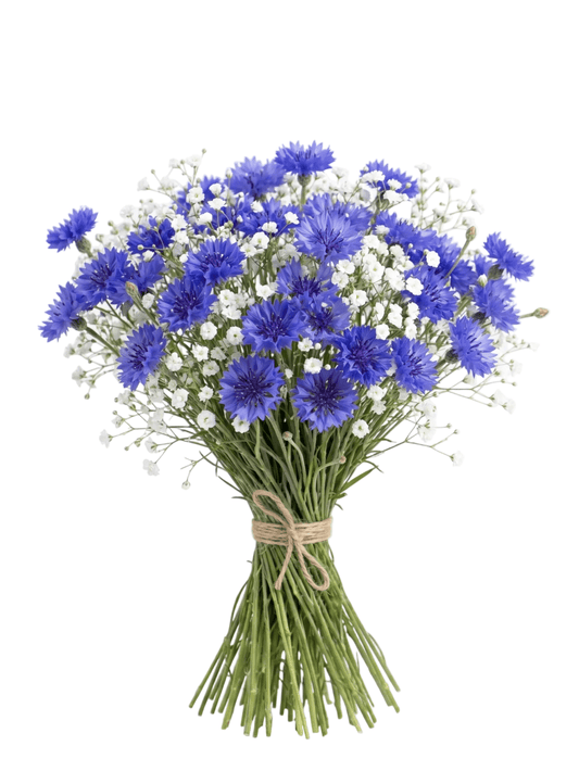 Cornflowers &amp; Baby’s Breath Bouquet - Fresh Bouquet Co.