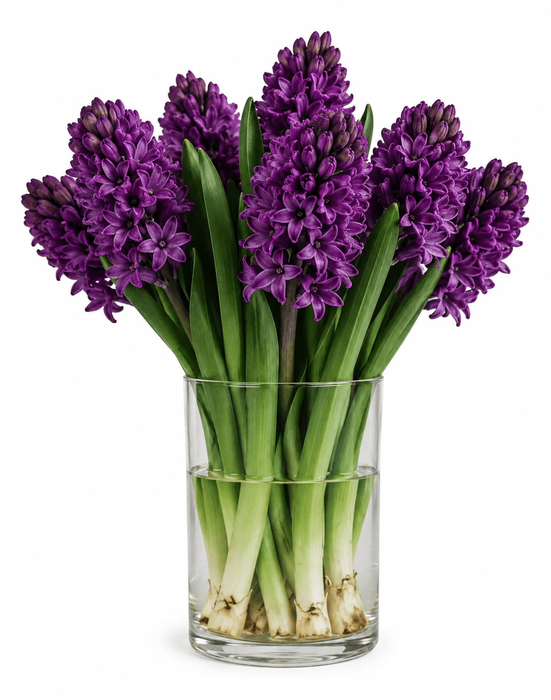 Dark Purple Woodstock Hyacinth Bouquet in Vase - Fresh Bouquet Co.