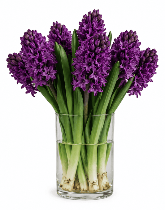Dark Purple Woodstock Hyacinth Bouquet in Vase - Fresh Bouquet Co.