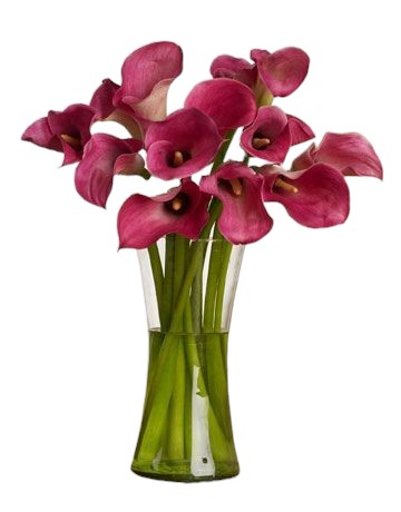 Dark Pink Calla Lily Bouquet in Vase