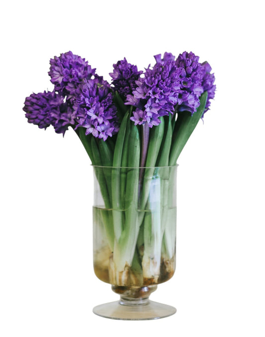 Dark Purple Hyacinth Bouquet in Vase