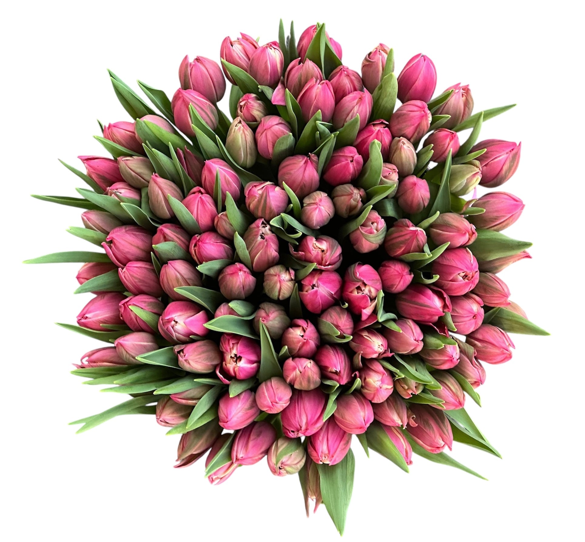Double Tulips in a Box - Fresh Bouquet Co.