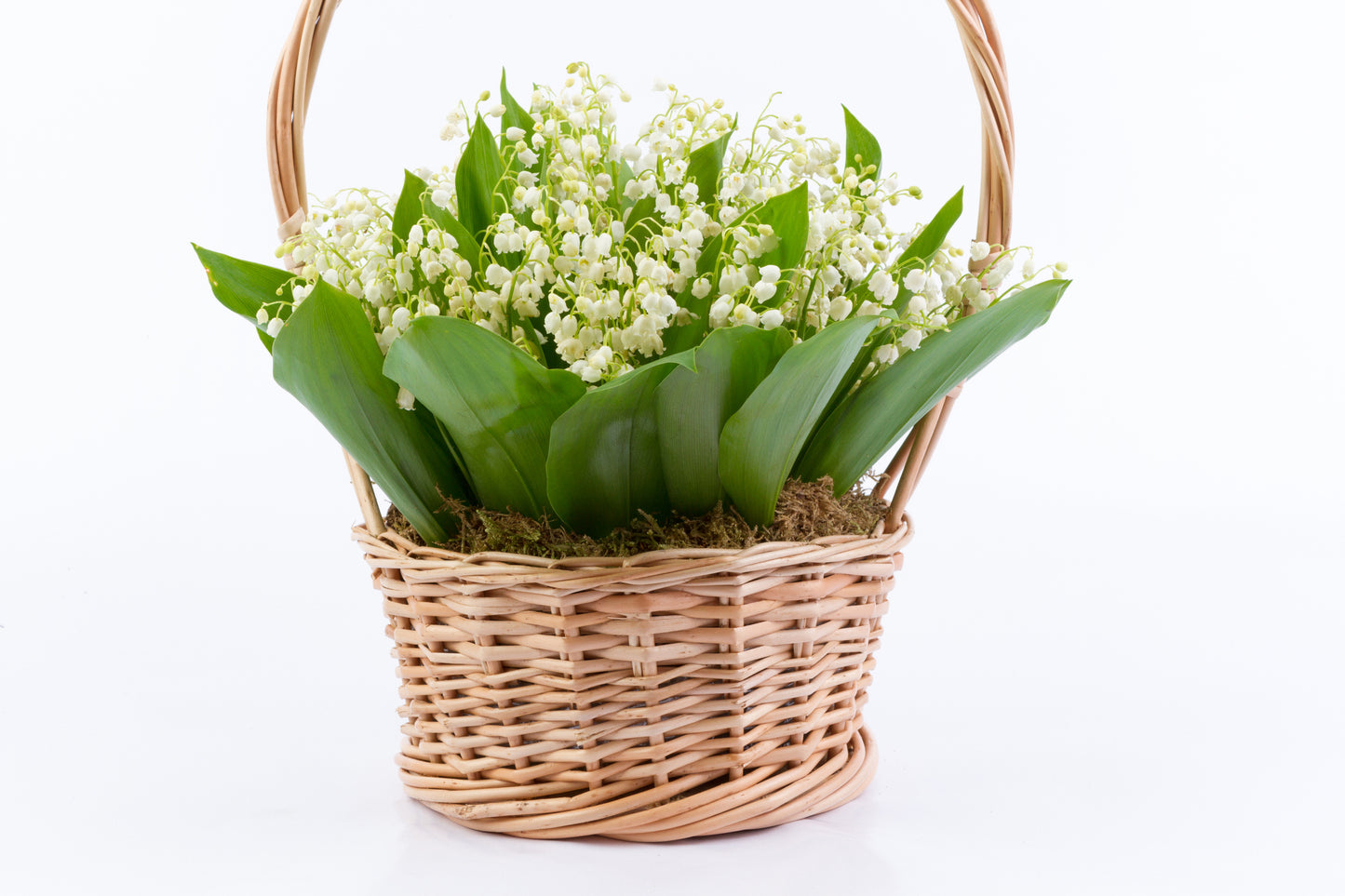 Convallaria Majalis in Basket