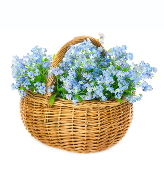 Forget Me Not Basket Plant - Fresh Bouquet Co.