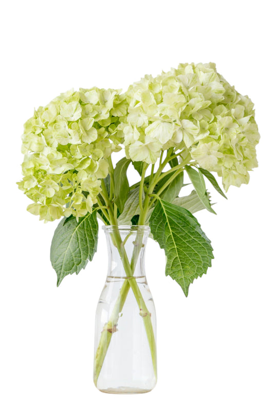 Green Hydrangea Bouquet in Vase