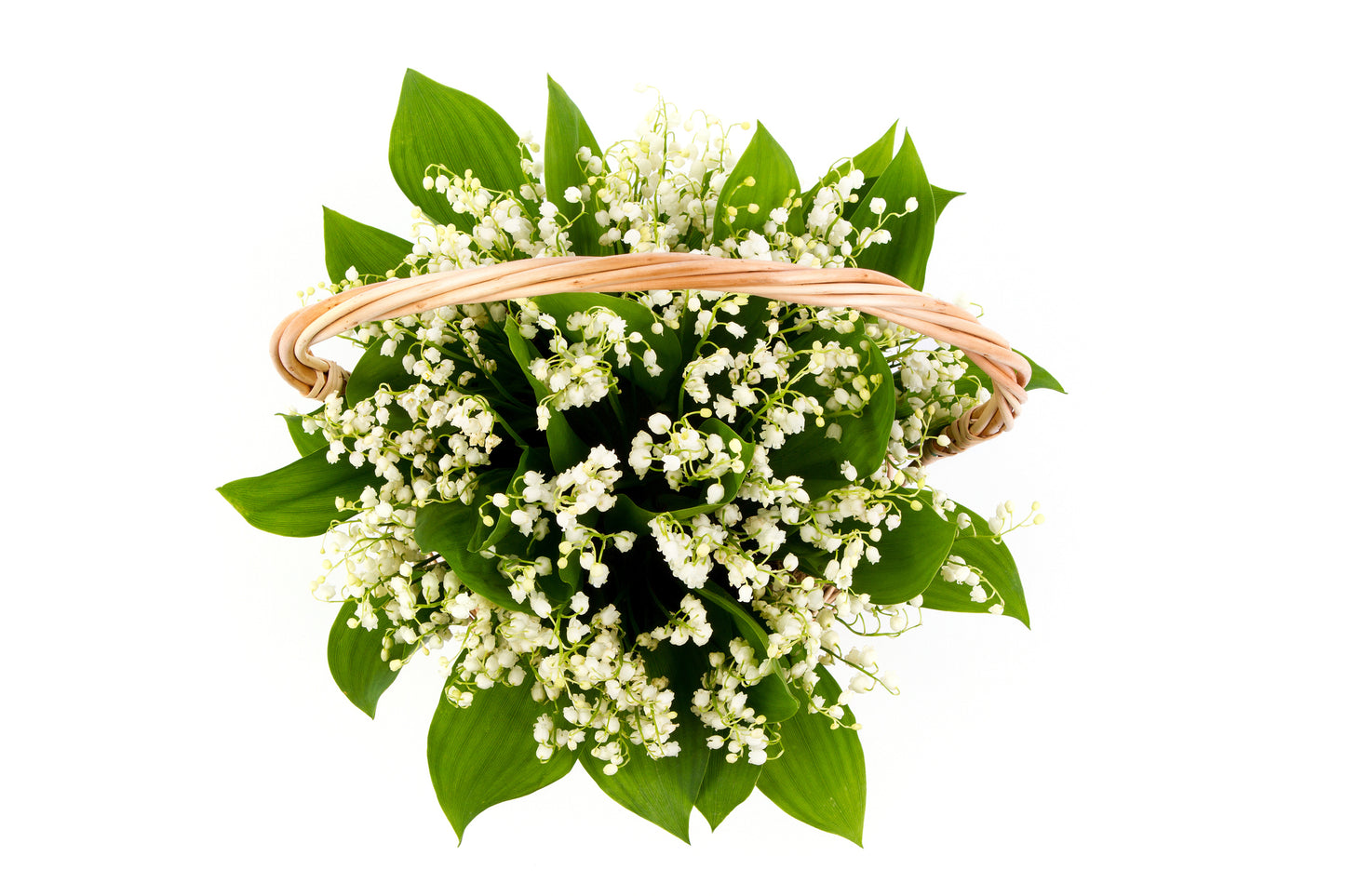 Convallaria Majalis in Basket