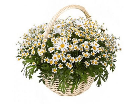 Kamille & Daisy Flower Basket - Fresh Bouquet Co.
