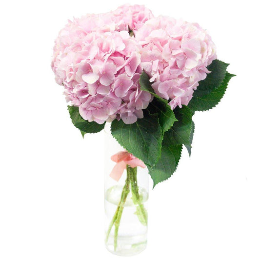 Light Pink Hydrangea Bouquet in Vase